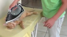 Chat plissé à repasser?