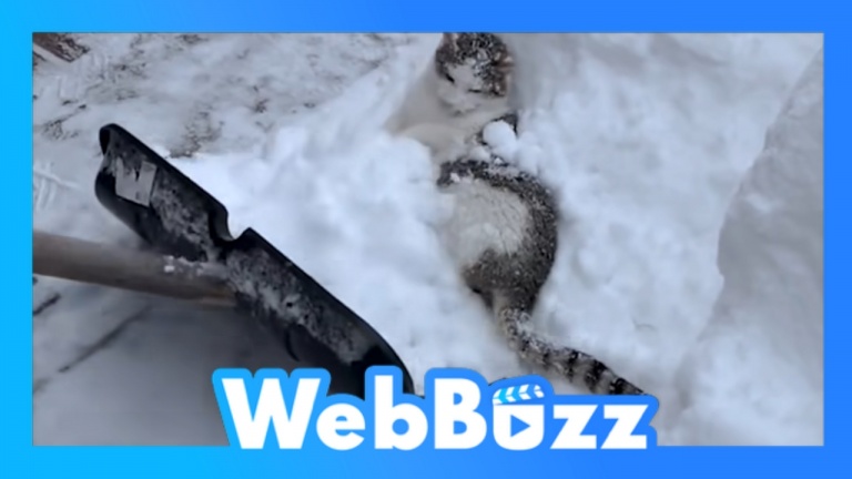 Ce chat aime trop la neige
