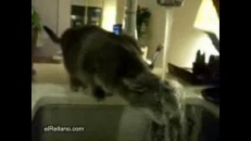 Chat-chat amoureux de l’eau !