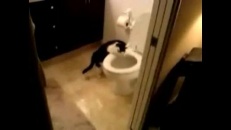 Un chat qui s’amuse avec une toilette