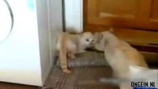 Un petit chat avec un méchant caractère!
