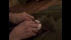 Un petit chaton chatouilleux 
