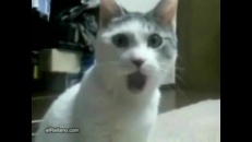 Beaucoup d'amour entre un chien et un chat