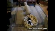 Dispute entre un chien et un chat
