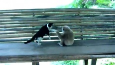 Singe VS Chat