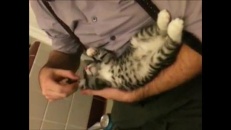 Chat ou marionnette?