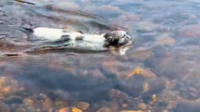 Un chat amphibien 