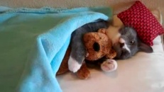 Un chat et un ourson tout rond
