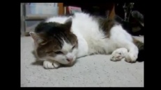 Un chat chante le blues?