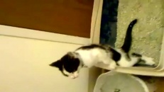 Un chat fait pipi debout
