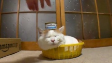 Un chat en équilibre