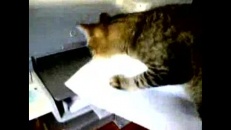 Chat au boulot