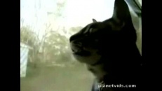 Chat qui jappe