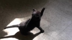 Un chaton intrigué par son ombre