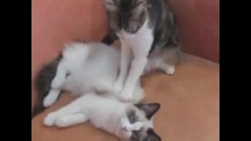 Chat masseur : PME nouveau genre