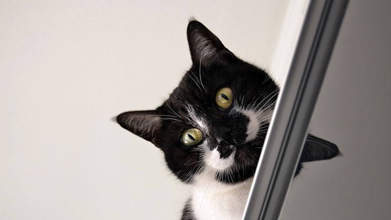 Faites circuler: un virus se cache dans une vidéo de chat!