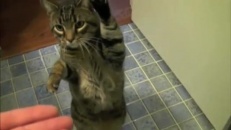 Un chat docile!