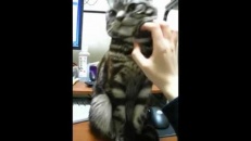 Petit chat veut rester tranquille
