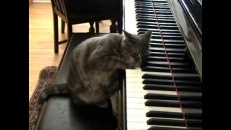 Chat pianiste