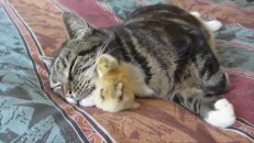 Ce chat protège un poussin comme s'il s'agissait de son chaton 
