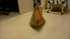 Le chat sort du sac