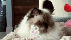 Une chatte qui vous souhaite une belle St-Valentin