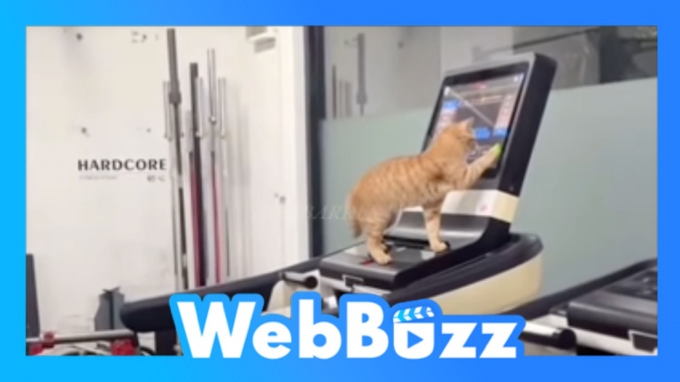 Ce chat est motivé à s'entraîner