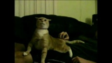 Chat Trololo, le pro de la vocalise