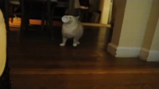 Un chat trop curieux…