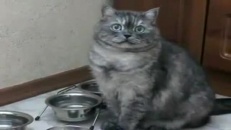 Un chat qui a très très faim