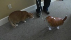 Minou vs Minou ballon