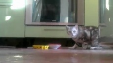 Un chat veut manger en paix