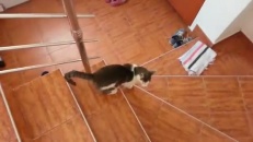 Un chat très futé!