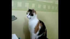 Un chat… vulgaire!