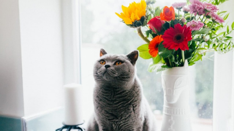 Quoi faire si mon chat mange mes plantes? Voici des solutions pour contrer cette mauvaise habitude! 