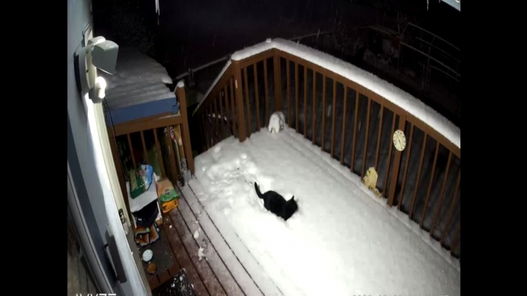 Un chat qui aime la neige?