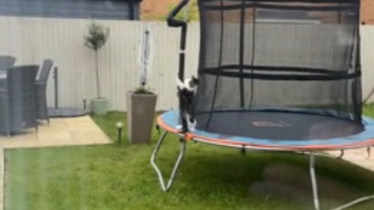 Le chat adore le poteau