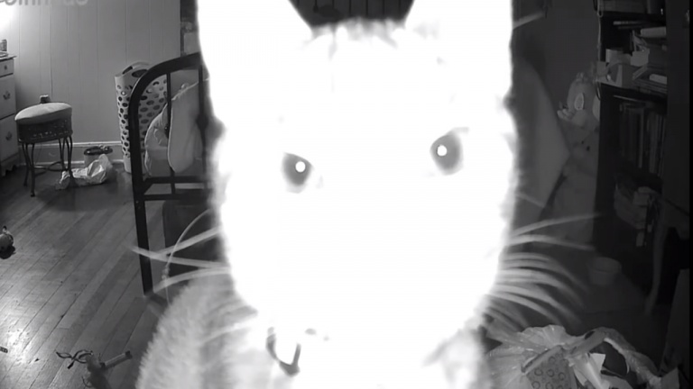 Le chat est hypnotisé par la caméra!