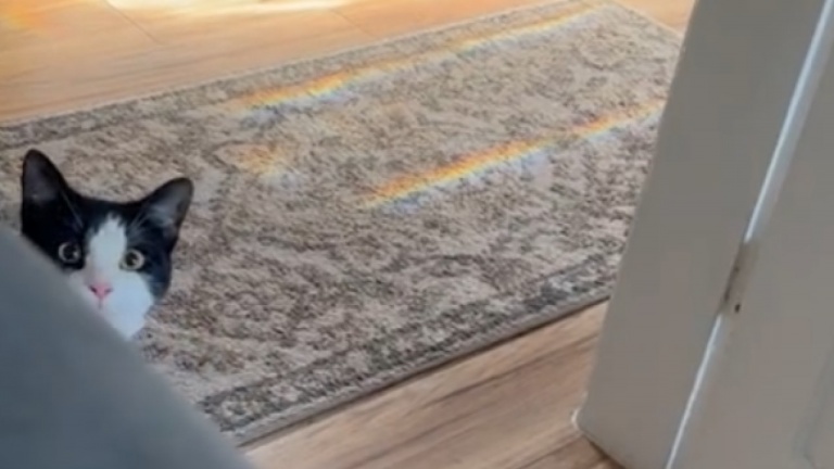 Un chat fait des manœuvres d'évitement lorsqu'il est repéré