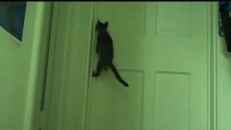 Ouvrir une porte à la manière d'un chat