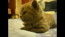 Un chaton qui tombe de fatigue
