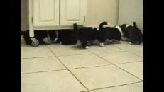 Des chiots font la vie dure à un chat