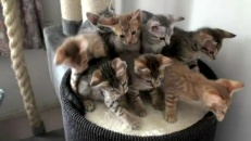 Danse chorégraphique exécutée par des chats