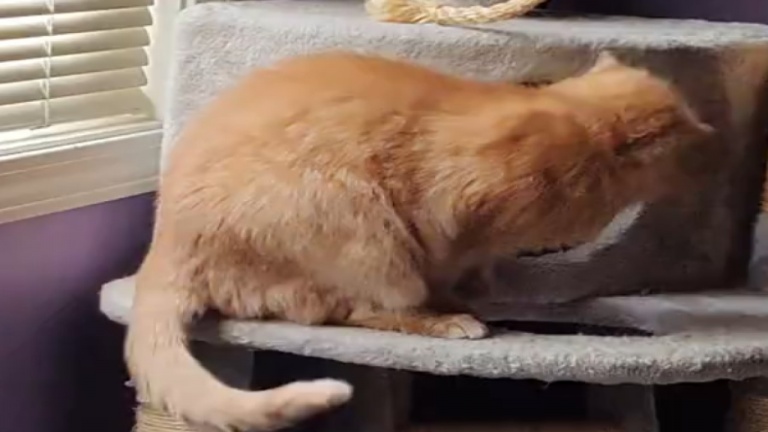 Un chat orange joue avec sa propre queue