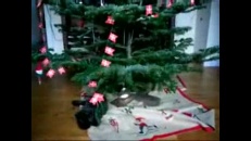 Chat qui brise une boule de Noël