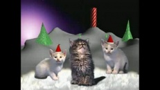 Les chats chantent Sainte nuit