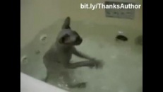 Chat VS eau