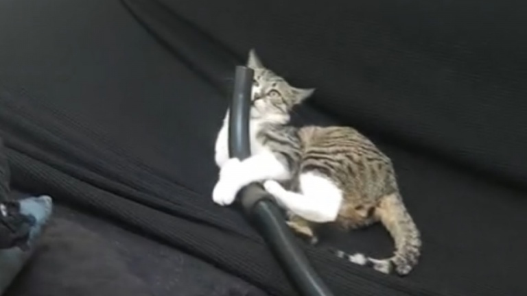 Le chat ne lâche pas le tuyau d'aspiration