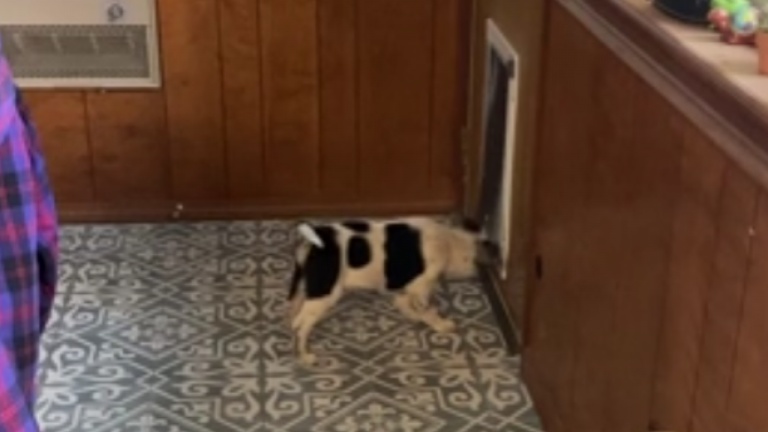 Un chien apprend à son chiot à utiliser la chatière