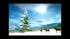 Des chevaux se font une bataille de neige
